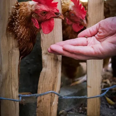 Vendégház Les Poulettes Pepinster